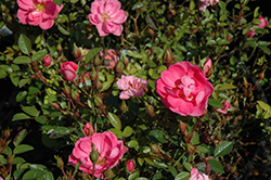 Itty Bitty Pink Rose (Rosa 'Meilezpha') at A Very Successful Garden Center