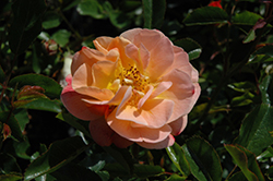 Creeping Amber Rose (Rosa 'Creeping Amber') at A Very Successful Garden Center