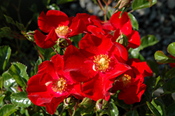 Creeping Red Rose (Rosa 'Creeping Red') at Lakeshore Garden Centres