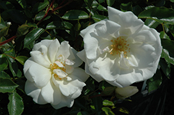 Creeping White Rose (Rosa 'Creeping White') at A Very Successful Garden Center