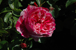 Raspberry Cream Twirl Rose (Rosa 'Meiteratol') at Lakeshore Garden Centres