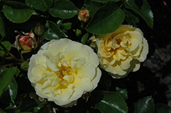 Popcorn Drift Rose (Rosa 'Novarospop') at Lakeshore Garden Centres
