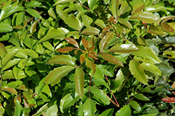 Compact Oregon Grape (Mahonia aquifolium 'Compactum') at Stonegate Gardens