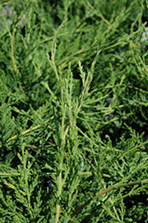 Leighton Green Leyland Cypress (Cupressocyparis x leylandii 'Leighton Green') at A Very Successful Garden Center