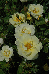 Lemon Drift Rose (Rosa 'Meisentmil') at A Very Successful Garden Center