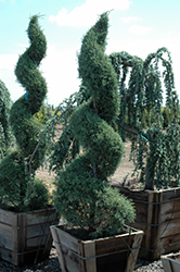 Carolina Sapphire Arizona Cypress (Cupressus arizonica 'Carolina Sapphire') at Lakeshore Garden Centres