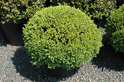 Green Velvet Boxwood (globe form) (Buxus 'Green Velvet (globe)') at A Very Successful Garden Center