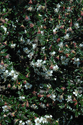 Littleleaf Cotoneaster (Cotoneaster microphyllus) at A Very Successful Garden Center