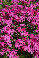 Drummond's Pink Moss Phlox (Phlox subulata 'Drummond's Pink') at A Very Successful Garden Center