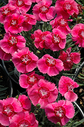 Shining Star Pinks (Dianthus 'Alva') at A Very Successful Garden Center