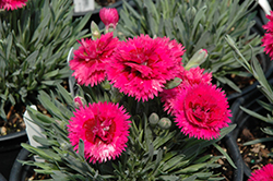 Starlette Pinks (Dianthus 'Evian') at Stonegate Gardens