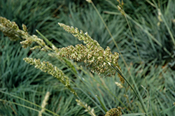 Blue Hair Grass (Koeleria glauca) at Lakeshore Garden Centres