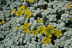 Cape Blanco Stonecrop (Sedum spathulifolium 'Cape Blanco') at Stonegate Gardens