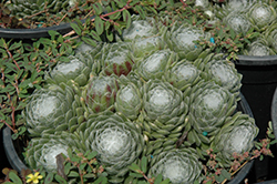 Forest Frost Cobweb Hens And Chicks (Sempervivum arachnoideum 'Forest Frost') at Lakeshore Garden Centres