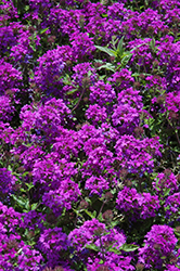 Homestead Purple Verbena (Verbena 'Homestead Purple') at Lakeshore Garden Centres
