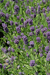 Mini Blue Lavender (Lavandula angustifolia 'Mini Blue') at A Very Successful Garden Center
