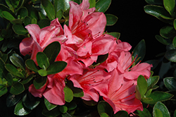 Eros Azalea (Rhododendron 'Eros') at A Very Successful Garden Center