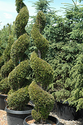 Emerald Green Arborvitae (spiral) (Thuja occidentalis 'Smaragd (spiral)') at A Very Successful Garden Center