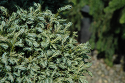 Cyano-Viridis Poodle Form Falsecypress (Chamaecyparis pisifera 'Cyano-Viridis (poodle)') at Lakeshore Garden Centres