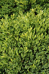 Faulkner Boxwood (Buxus microphylla 'Faulkner') at Lakeshore Garden Centres