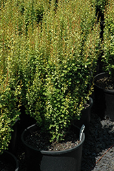 Pow Wow Japanese Barberry (Berberis thunbergii 'Pow Wow') at A Very Successful Garden Center