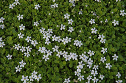 White Star Creeper (Isotoma fluviatilis 'Alba') at A Very Successful Garden Center