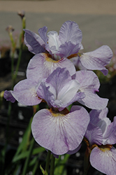 Dirigo Lavender Fountain Siberian Iris (Iris sibirica 'Dirigo Lavender Fountain') at Lakeshore Garden Centres
