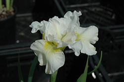 Frilly Vanilly Siberian Iris (Iris sibirica 'Frilly Vanilly') at A Very Successful Garden Center