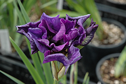 Double Standard Siberian Iris (Iris sibirica 'Double Standard') at A Very Successful Garden Center