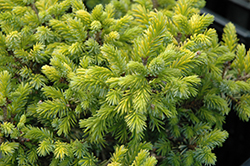 Peve Tijn Serbian Spruce (Picea omorika 'Peve Tijn') at A Very Successful Garden Center