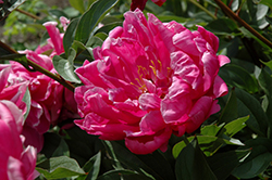Double Red Peony (Paeonia 'Double Red') at A Very Successful Garden Center