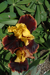 Ancient Echoes Iris (Iris 'Ancient Echoes') at Lakeshore Garden Centres