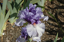 Adoregon Iris (Iris 'Adoregon') at A Very Successful Garden Center