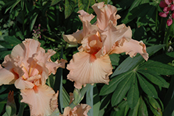 Blushing Kiss Iris (Iris 'Blushing Kiss') at A Very Successful Garden Center
