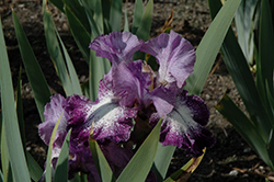 Broadband Iris (Iris 'Broadband') at A Very Successful Garden Center