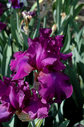 Sultry Mood Iris (Iris 'Sultry Mood') at Stonegate Gardens