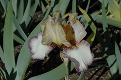 Las Vegas Iris (Iris 'Las Vegas') at A Very Successful Garden Center
