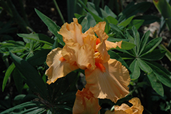 Orange Harvest Iris (Iris 'Orange Harvest') at A Very Successful Garden Center