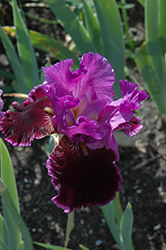 Violet Turner Iris (Iris 'Violet Turner') at Stonegate Gardens