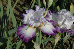 Conjuration Iris (Iris 'Conjuration') at Stonegate Gardens