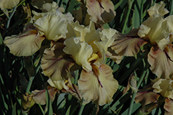 Thornbird Iris (Iris 'Thornbird') at Stonegate Gardens
