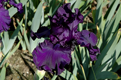 Dusky Challenger Iris (Iris 'Dusky Challenger') at A Very Successful Garden Center