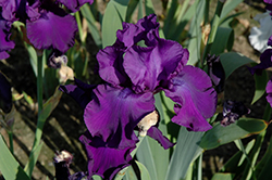 Titan's Glory Iris (Iris 'Titan's Glory') at Stonegate Gardens