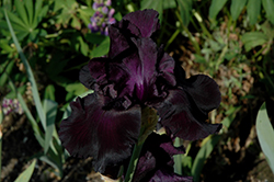 Black Tie Affair Iris (Iris 'Black Tie Affair') at Stonegate Gardens