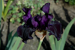 Black Dragon Iris (Iris 'Black Dragon') at A Very Successful Garden Center