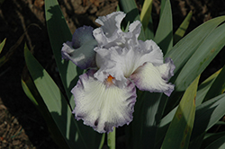 Acoma Iris (Iris 'Acoma') at A Very Successful Garden Center