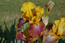 Megabucks Iris (Iris 'Megabucks') at Stonegate Gardens