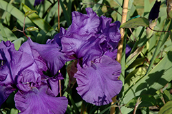 Blueberry Bliss Iris (Iris 'Blueberry Bliss') at Stonegate Gardens
