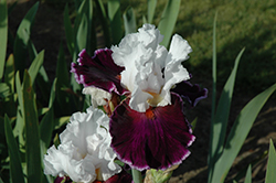 Applause Line Iris (Iris 'Applause Line') at A Very Successful Garden Center