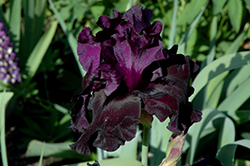 Black Is Black Iris (Iris 'Black Is Black') at A Very Successful Garden Center